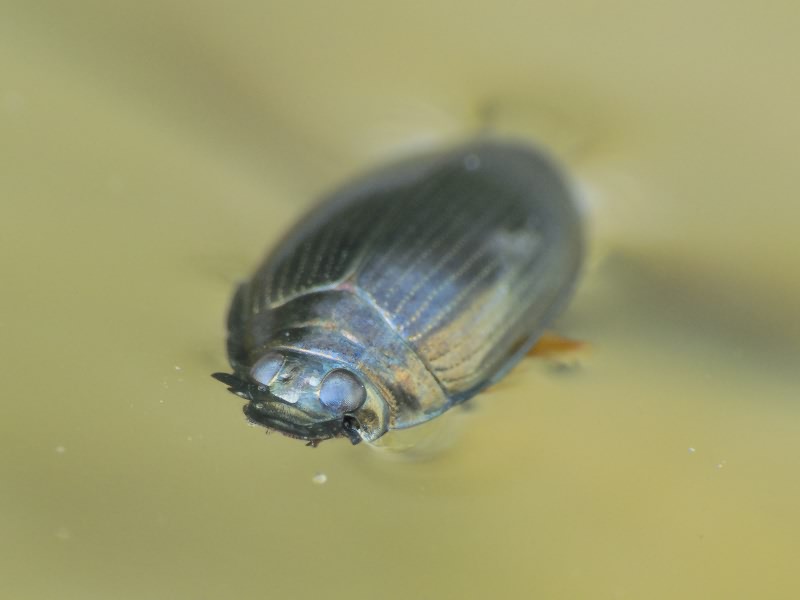 Gyrinus distinctus Aubé, 1838